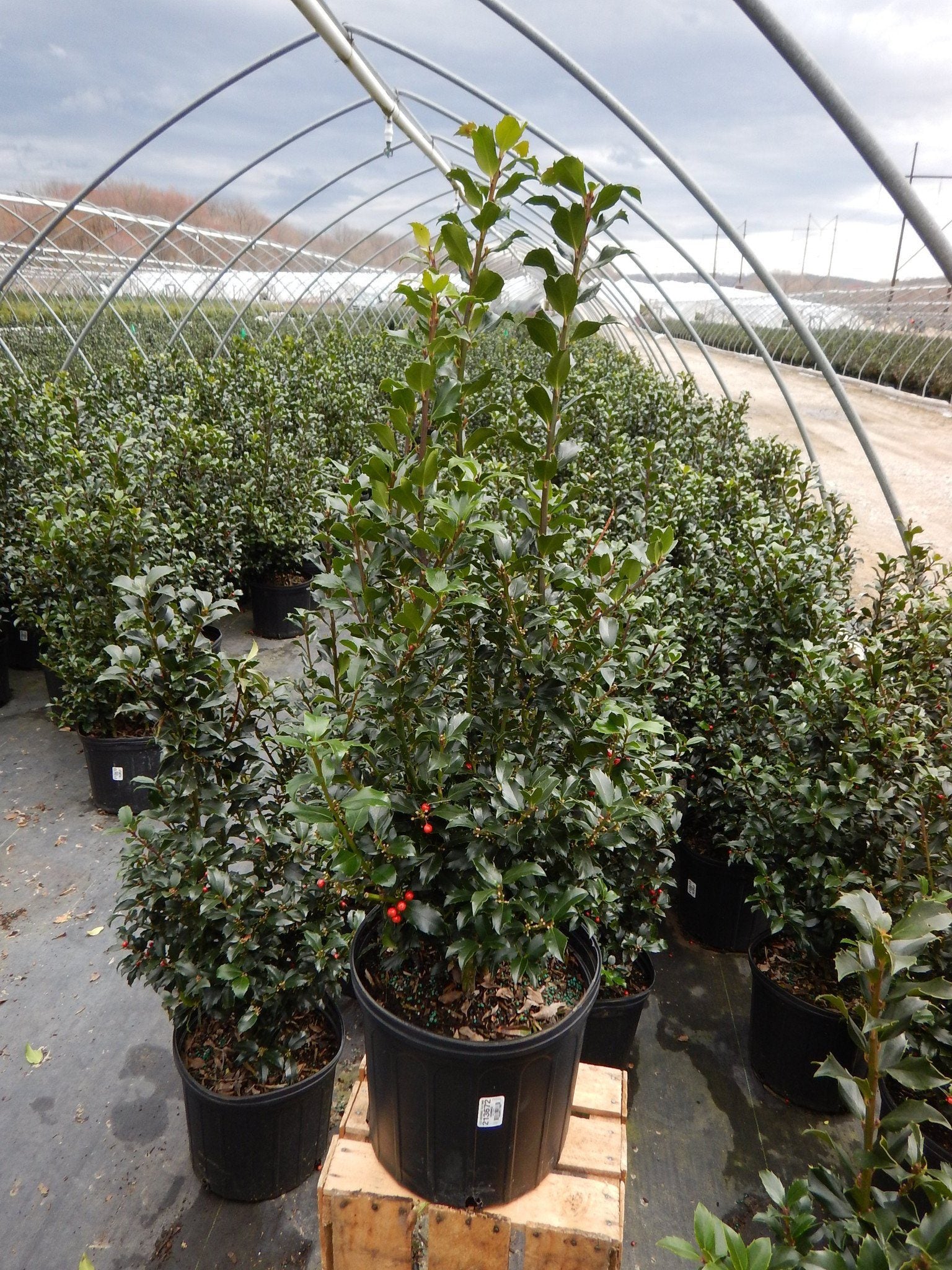BLUE MAID HOLLY – Orange Garden Center