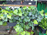 ENGLISH IVY GROUND COVER