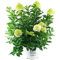 LIMELIGHT PRIME HYDRANGEA