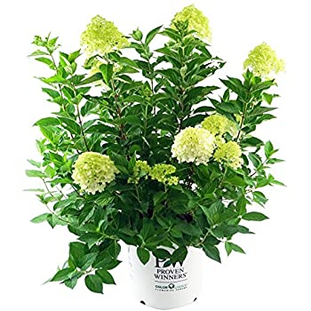 LIMELIGHT PRIME HYDRANGEA