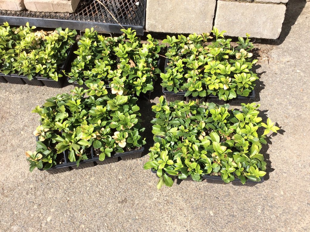 PACHYSANDRA GROUNDCOVER – Orange Garden Center