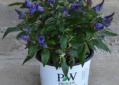 PUGSTER BLUE BUTTERFLY BUSH