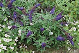 PUGSTER BLUE BUTTERFLY BUSH