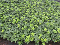 PACHYSANDRA GROUNDCOVER