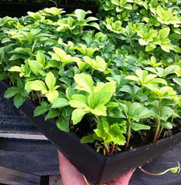 PACHYSANDRA GROUNDCOVER