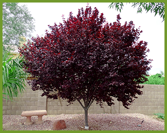 FLOWEING RED LEAF PLUM TREE