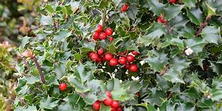 RED BEAUTY HOLLY