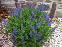 PERENNIAL FLOWERS - BLUE SALVIA