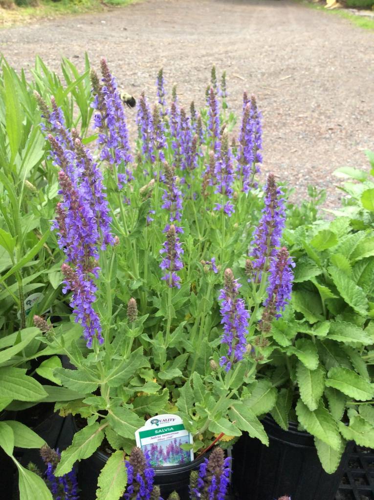 PERENNIAL FLOWERS - BLUE SALVIA