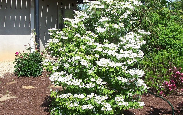 VIBURNUM SUMMER SNOWFLAKE