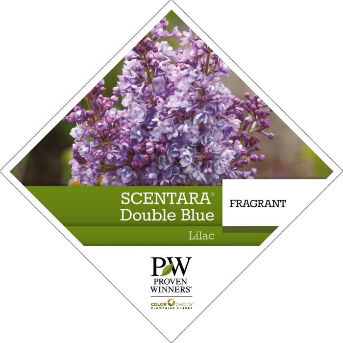 SCENTERA BLUE FRAGRANT LILAC