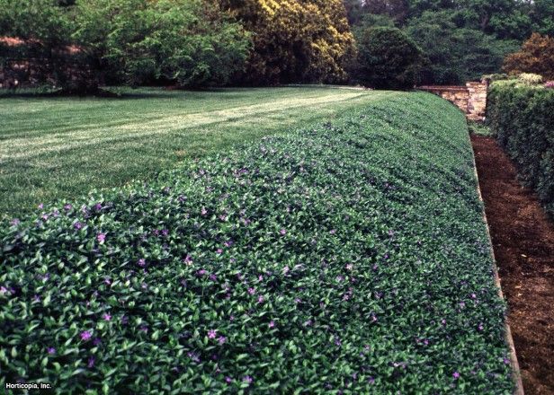 VINCA PERIWINKLE MYRTLE GROUND COVER