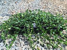 VINCA PERIWINKLE MYRTLE GROUND COVER