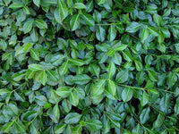 VINCA PERIWINKLE MYRTLE GROUND COVER