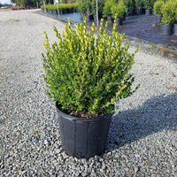 WINTER GEM BOXWOOD