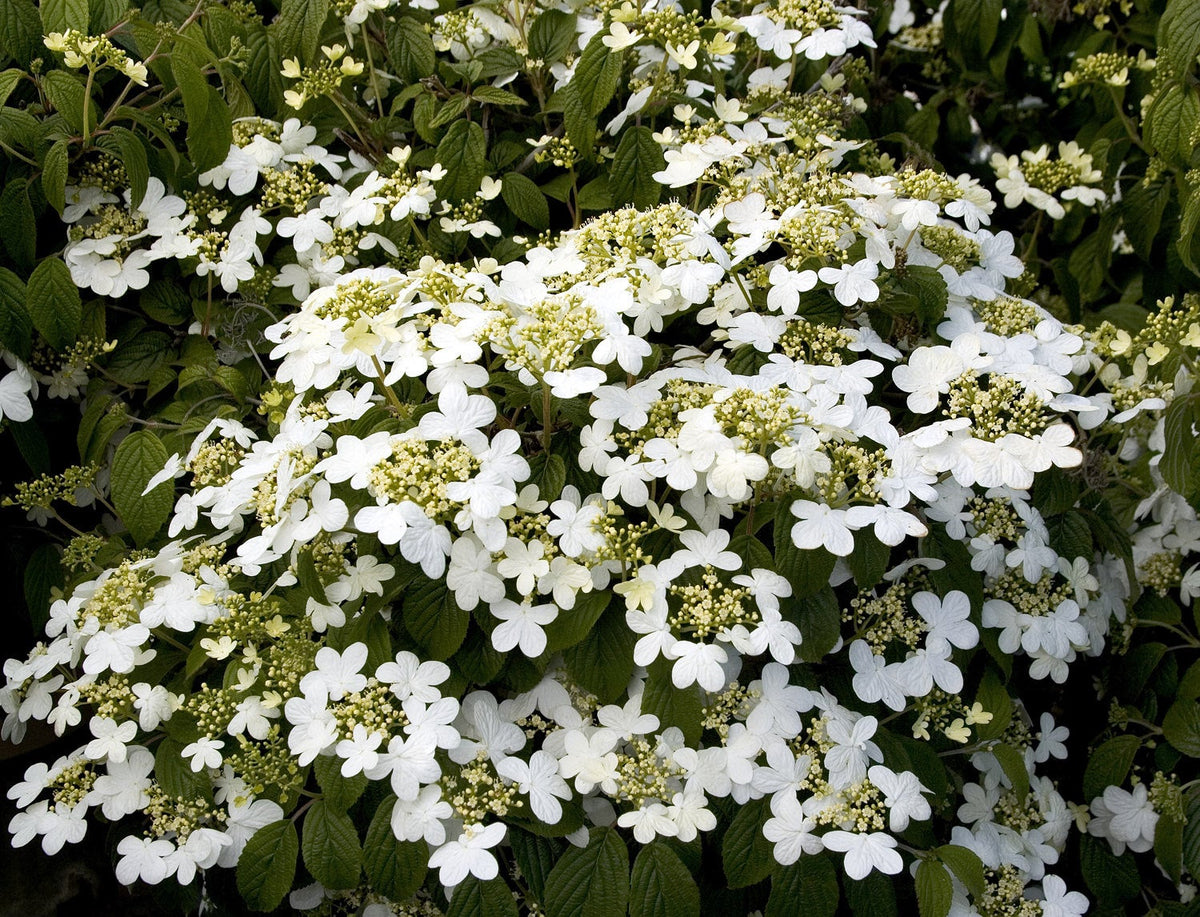 VIBURNUM ALLEGHANY