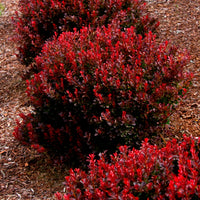 COMPACT RUBY BARBERRY