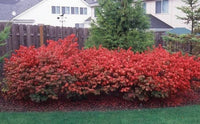 BURNING BUSH EUNYMOUS