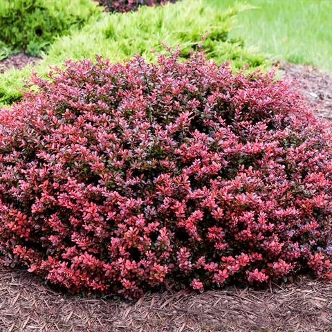 CRIMSON BARBERRY – Orange Garden Center CRIMSON BARBERRY – Orange Garden Center