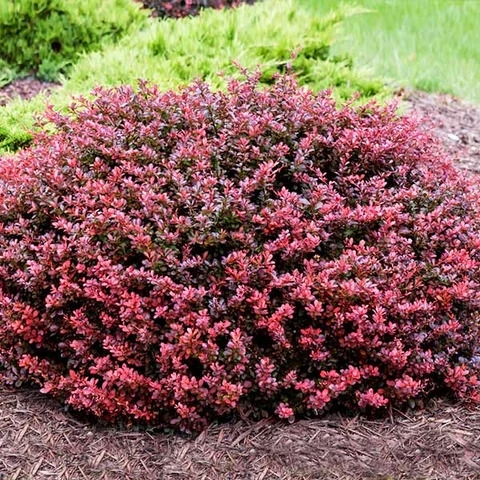 COMPACT RUBY BARBERRY