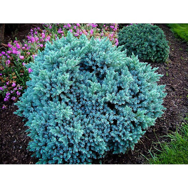 BLUE STAR JUNIPER – Orange Garden Center
