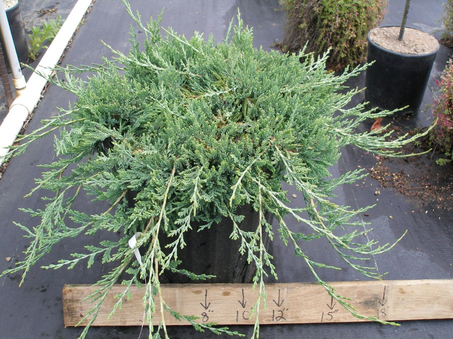 Blue Rug Juniper Tree BLUE RUG JUNIPER – Orange Garden Center