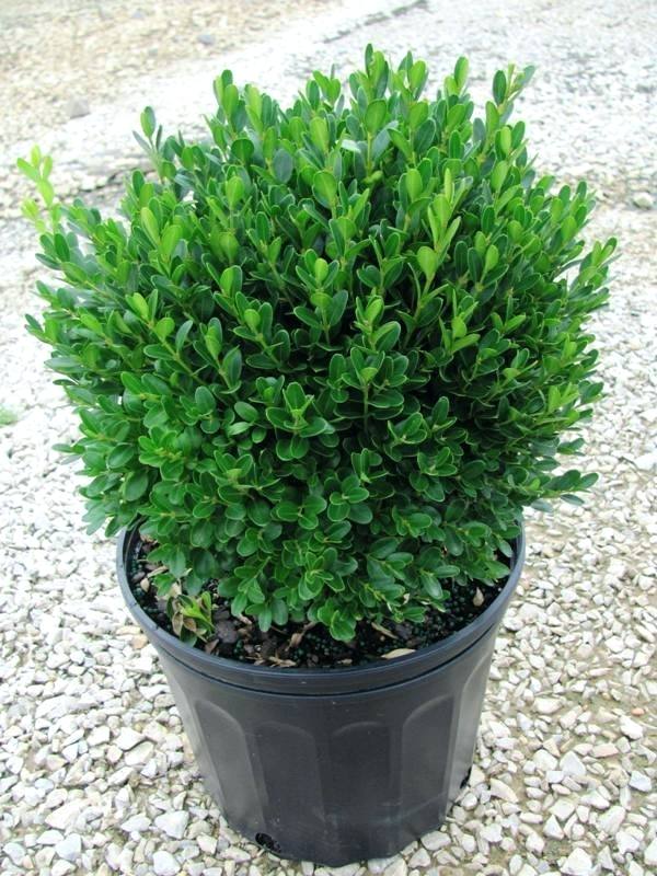 GREEN VELVET BOXWOOD – Orange Garden Center