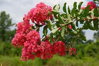 CRAPE MYRTLE TUSCARORA