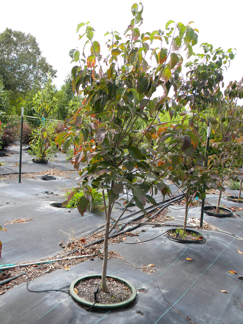 PINK DOGWOOD TREE