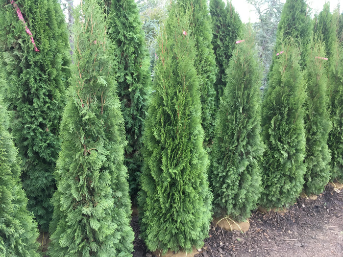 EMERALD GREEN ARBORVITAE