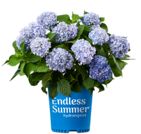 ENDLESS SUMMER RE-BLOOMING HYDRANGEA