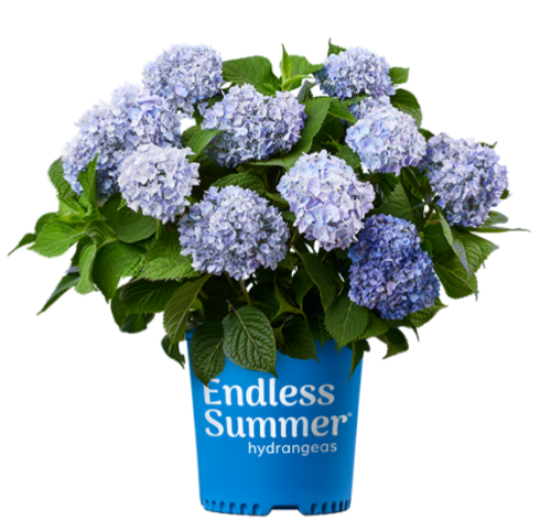 ENDLESS SUMMER RE-BLOOMING HYDRANGEA