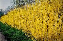 FORSYTHIA GOLD