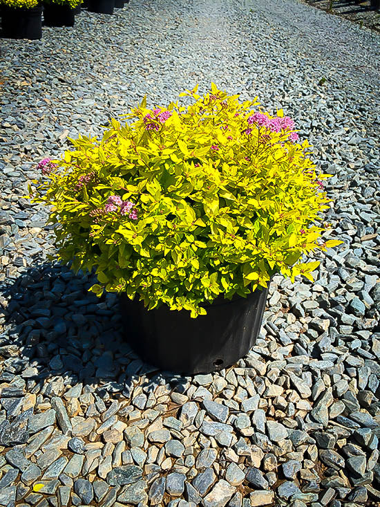 GOLD SPIREA – Orange Garden Center
