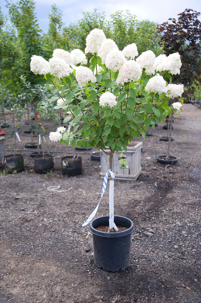 SUPER LIMELIGHT HYDRANGEA TREE WHITE FLOWER