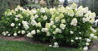 LIMELIGHT PRIME HYDRANGEA