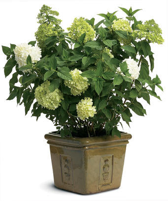 LIMELIGHT PRIME HYDRANGEA