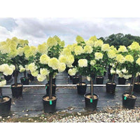 SUPER LIMELIGHT HYDRANGEA TREE WHITE FLOWER