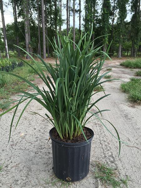 SUPER BLUE LIROPE GRASS