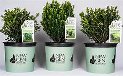 NEW GENERATION BOXWOOD NewGen