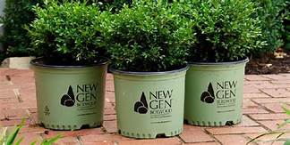 NEW GENERATION BOXWOOD NewGen