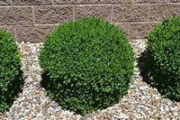 NEW GENERATION BOXWOOD NewGen