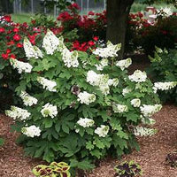 OAKLEAF HYDRANGEA