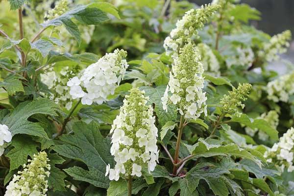 OAKLEAF HYDRANGEA