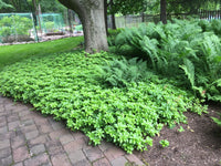 PACHYSANDRA GROUNDCOVER