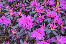 PJM RHODODENDRON