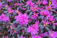 PJM RHODODENDRON