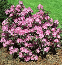 PJM RHODODENDRON