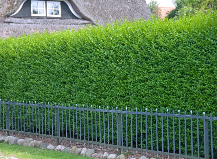 PRIVET HEDGE