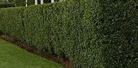 PRIVET HEDGE